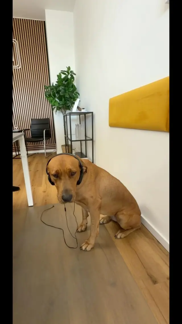Terminplanung mit Bürohund🐶

ROC Immobilien - Wir leben Immobilien🏡
www.roc-immobilien.com 🔍
#realestate #makler #berlin #immobilienmakler #immobilien